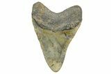 Fossil Megalodon Tooth - North Carolina #343438-1